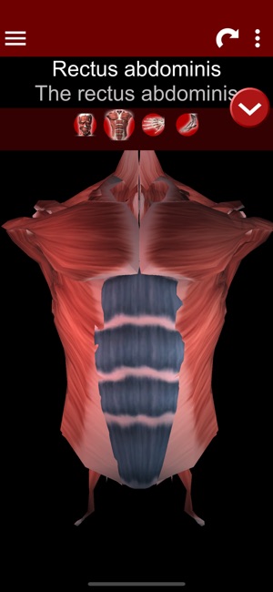 Muscular System 3D (anatomy)(圖2)-速報App