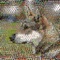 This program shows you all dog breeds from around the world