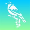 Bird Calls: SoundBoards of Chatter and Caller