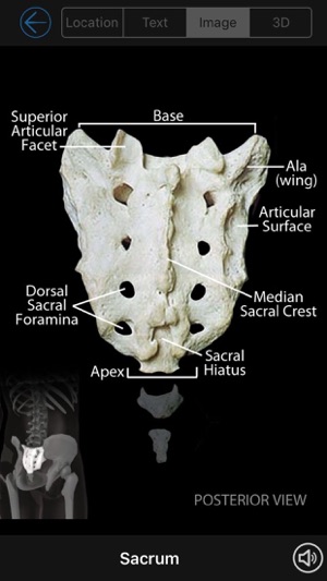 Skeletal Anatomy 3D - Quiz and Reference(圖3)-速報App