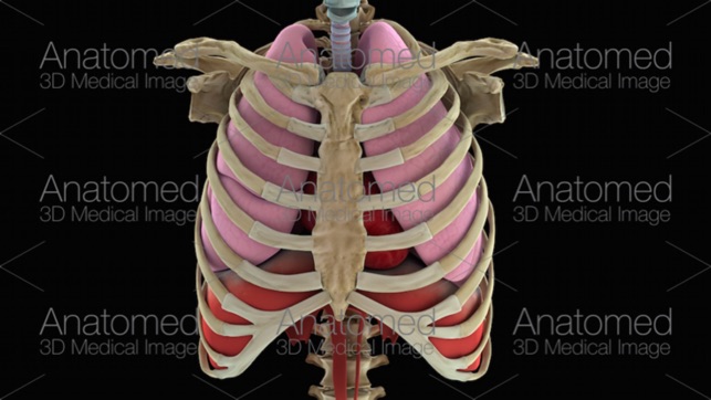 Anatomed - 3D Medical Image(圖4)-速報App