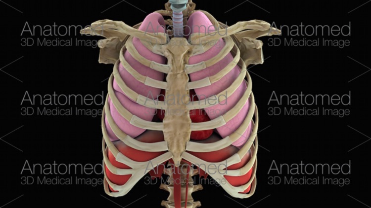 Anatomed - 3D Medical Image screenshot-3