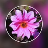 Photo Blur Editor - Touch Blur Effects & Mosaic