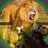 Real Lion Attack Hunter
