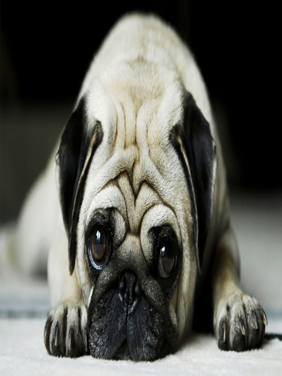 Dog Wallpaper & Background Top HD Cool 10000+ | App Price Drops