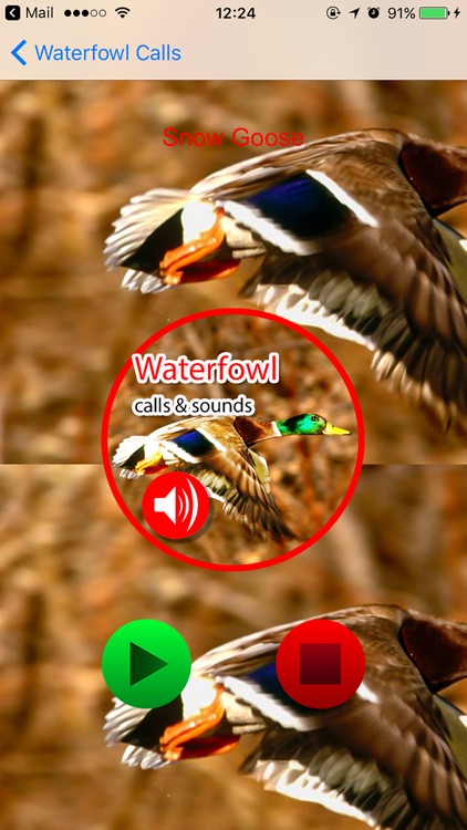 Waterfowl Real Hunting Calls & Sounds