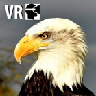 VR Fly With A Real Bald Eagle Virtual Reality 360