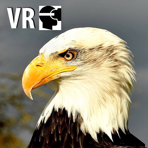 VR Fly With A Real Bald Eagle Virtual Reality 360 icon