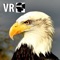 Take a Virtual Reality flight with a real bald eagle