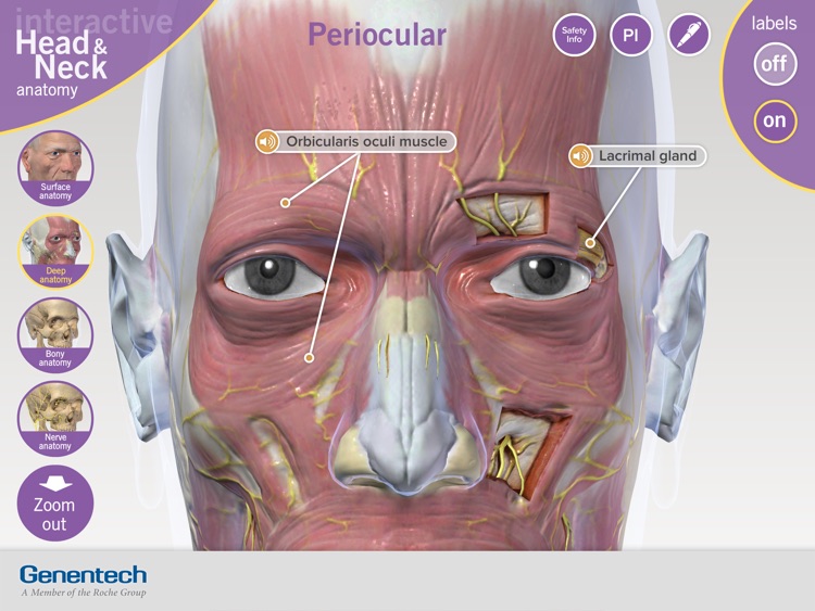 3D Facial Anatomy Tool