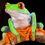 easyLearn Adaptations in Animals  Life Science HD
