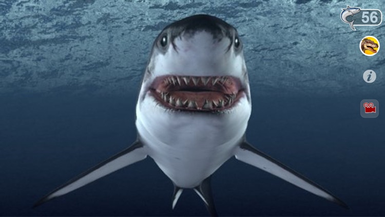 Talking Great White : My Pet Shark
