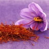 Saffron Health Benefits-Herbal Remedies and Tips