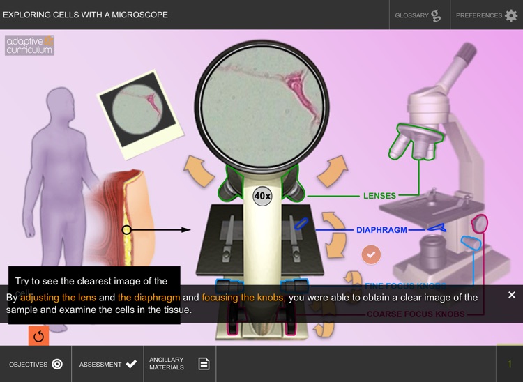 Exploring Cells with a Microscope