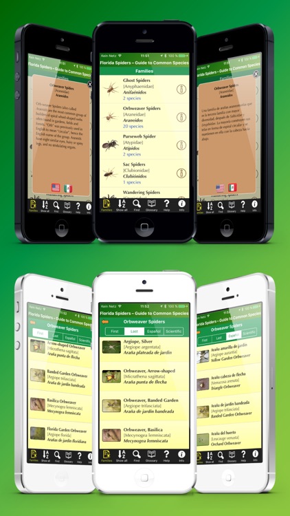 Florida Spiders - Guide to Common Species screenshot-3