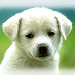 Cute Puppies Wallpapers  - dog pictures for free!