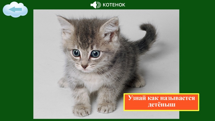 Детям о животных- AboutAnimals screenshot-3