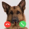 My Talking Dog - Video Call Dog