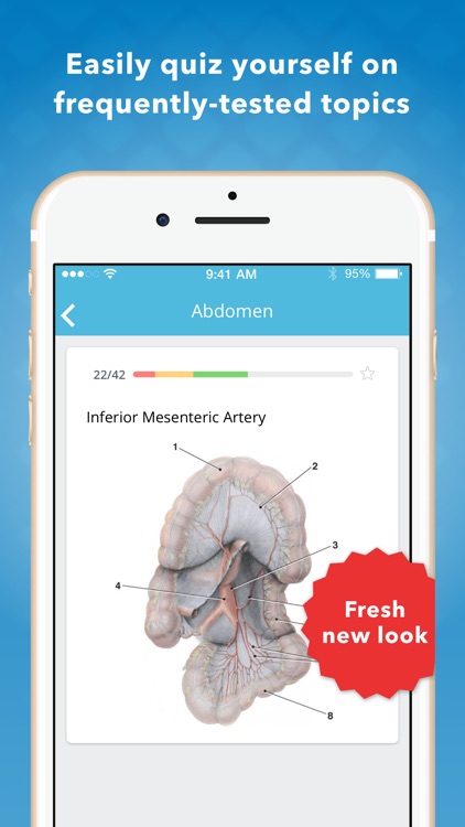 MOORE Clinical Anatomy Flashcards