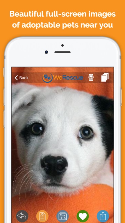 WeRescue – Find a Rescue Dog, Cat or Pet to Adopt screenshot-0