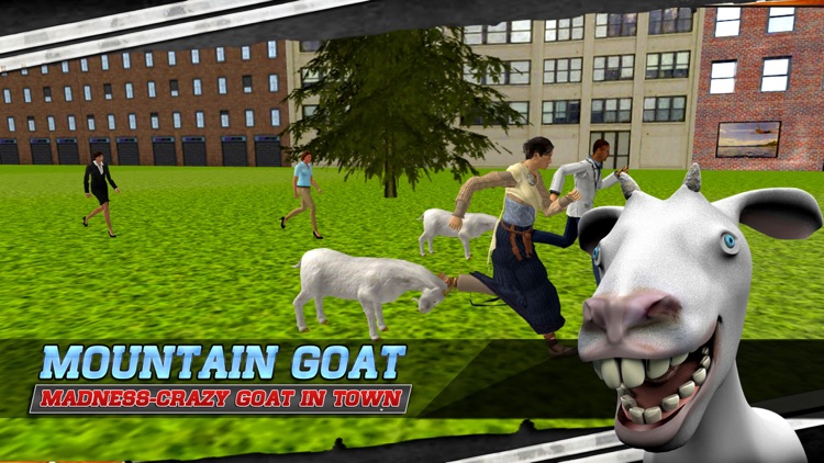 Mountain Goat Madness-Crazy goat in town
