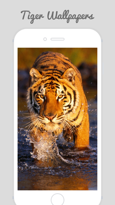 How to cancel & delete Tiger Wallpapers - Best Animal Background from iphone & ipad 2