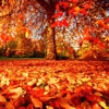 Autumn Wallpapers - Beautiful Home and Lock Wallz
