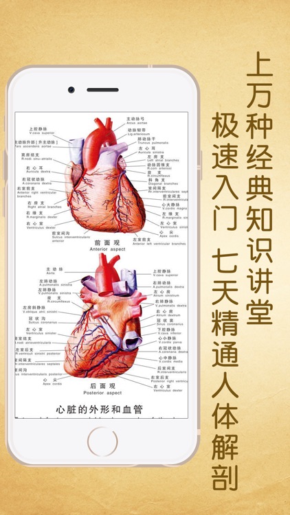 3Dbody解剖学专业版-骨骼和肌肉
