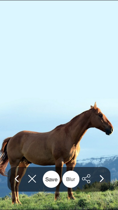 Horse Hd Wallpapers Backgrounds By Vipul Patel Lifestyle