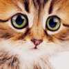Cute Kitten Cat Wallpapers & Backgrounds
