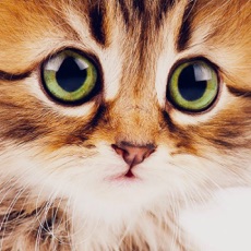 Activities of Cute Kitten Cat Wallpapers & Backgrounds