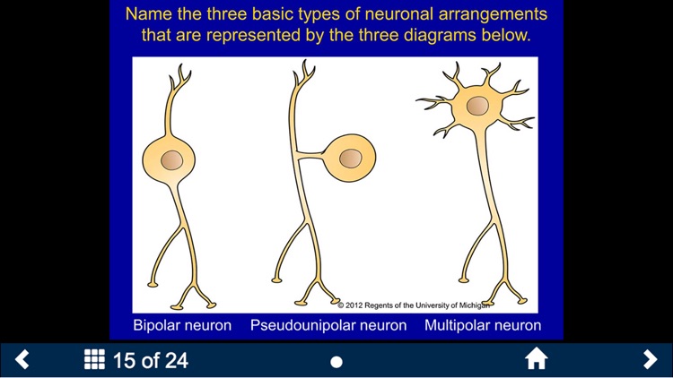 Histology - Nervous System screenshot-3