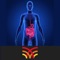 Interpretation of Radiographs - CT Abdomen will help you to follow a systematic approach towards the reading and interpretation of abdominal CT scans