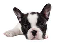 Cute Puppies Stickers