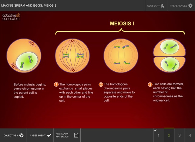 Making Sperm and Eggs: Meiosis(圖3)-速報App