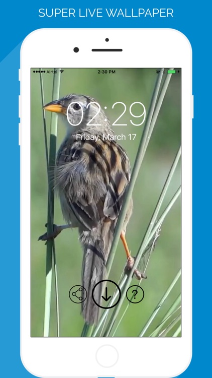 Birds Live WallPaper Pro