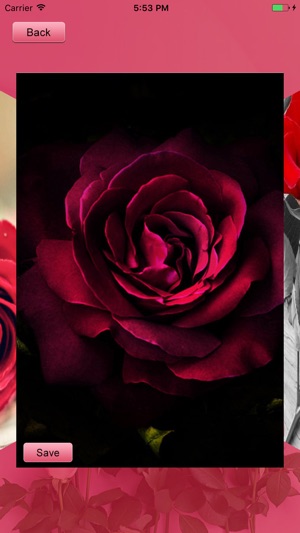 Rose HD Wallpapers(圖4)-速報App