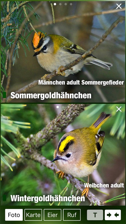Alle Vögel Österreich - Bestimmen, Identifizieren