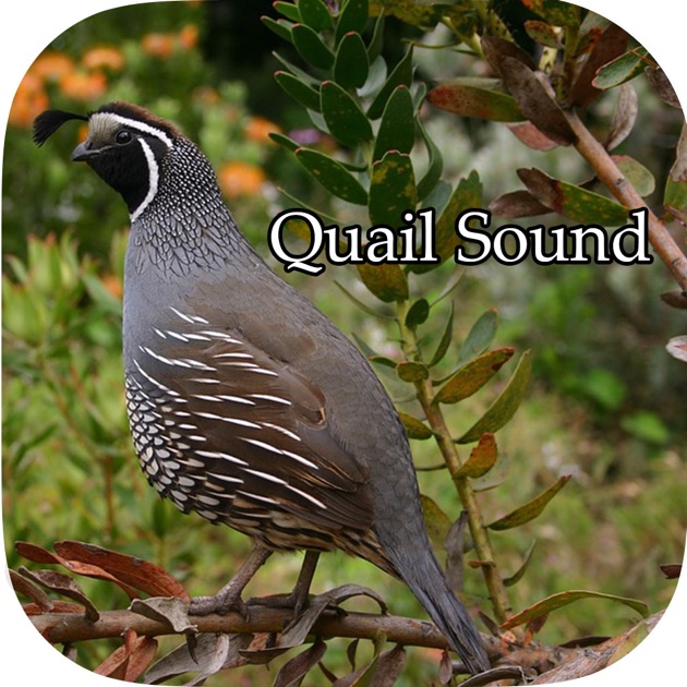 quail sound california jungle bush bob white en app store quail sound california jungle bush bob white en app store