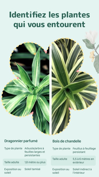 Blossom - Identifiez plantes Blossom - Identifiez plantes