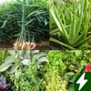 Medicinal plants: herbs, bark