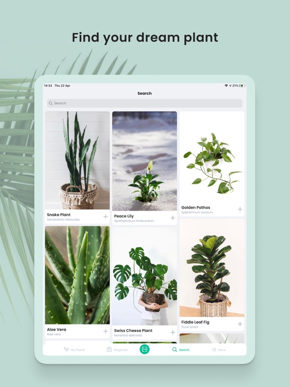 PlantIn: Plant Identifier PlantIn: Plant Identifier