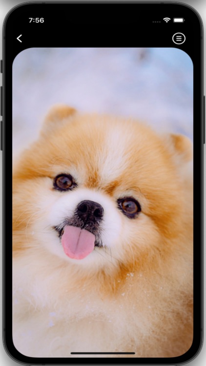 Dog Wallpapers HD Pro screenshot-7