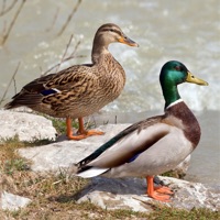 Bird Decoys - European Birds Reviews