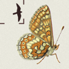 British & Irish Butterflies - NatureGuides Ltd.