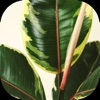 Ficus | Secondhand-Pflanzen
