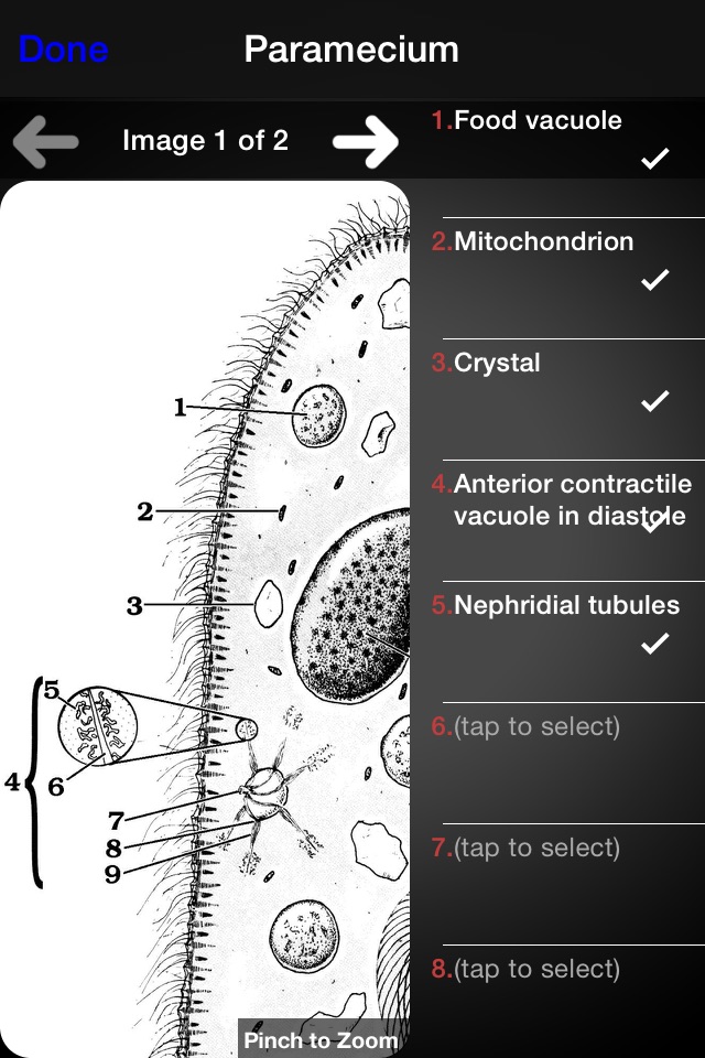 Protozoan Identification screenshot 3