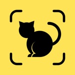 Cat Pal Breed ID  Care Guide