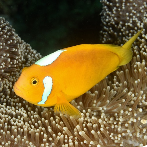 Solomon Islands Fish ID