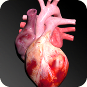 Circulatory System 3D Anatomy